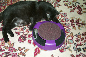 cat_toy000.jpg