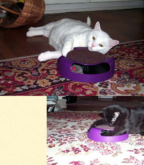 cat_toy001.jpg