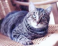 Sweet William